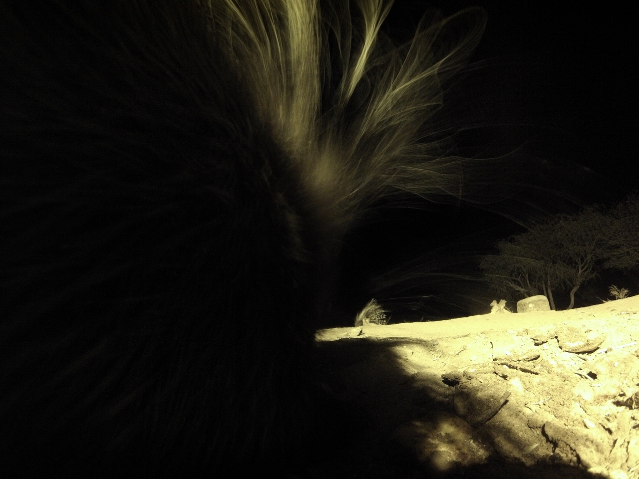 [11103] 2016_06_23_19_56_17_Africa_Hero3-Silver_Edition_IMG__00918.jpg