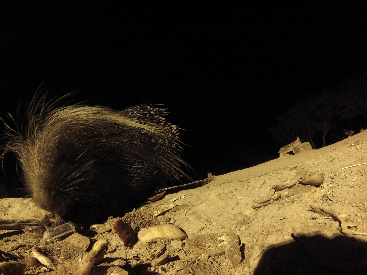 [11660] 2016_06_23_20_04_08_Africa_Hero3-Silver_Edition_IMG__01497.jpg