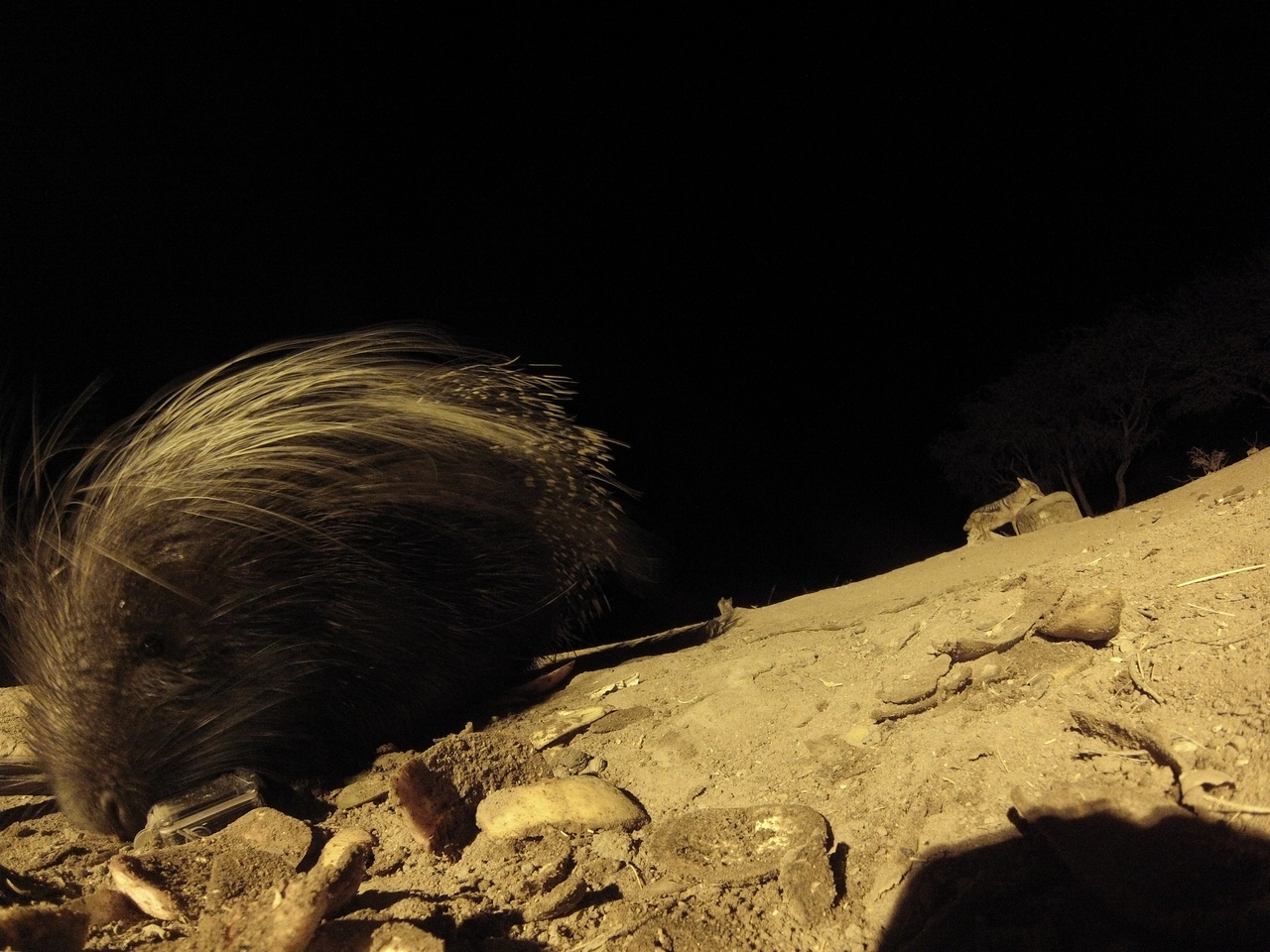 [11672] 2016_06_23_20_04_20_Africa_Hero3-Silver_Edition_IMG__01052.jpg