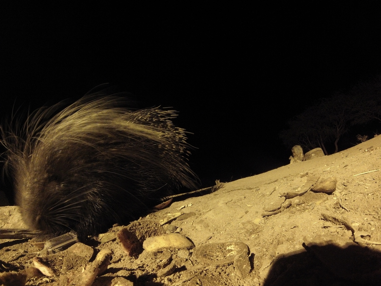 [11681] 2016_06_23_20_04_28_Africa_Hero3-Silver_Edition_IMG__00108.jpg