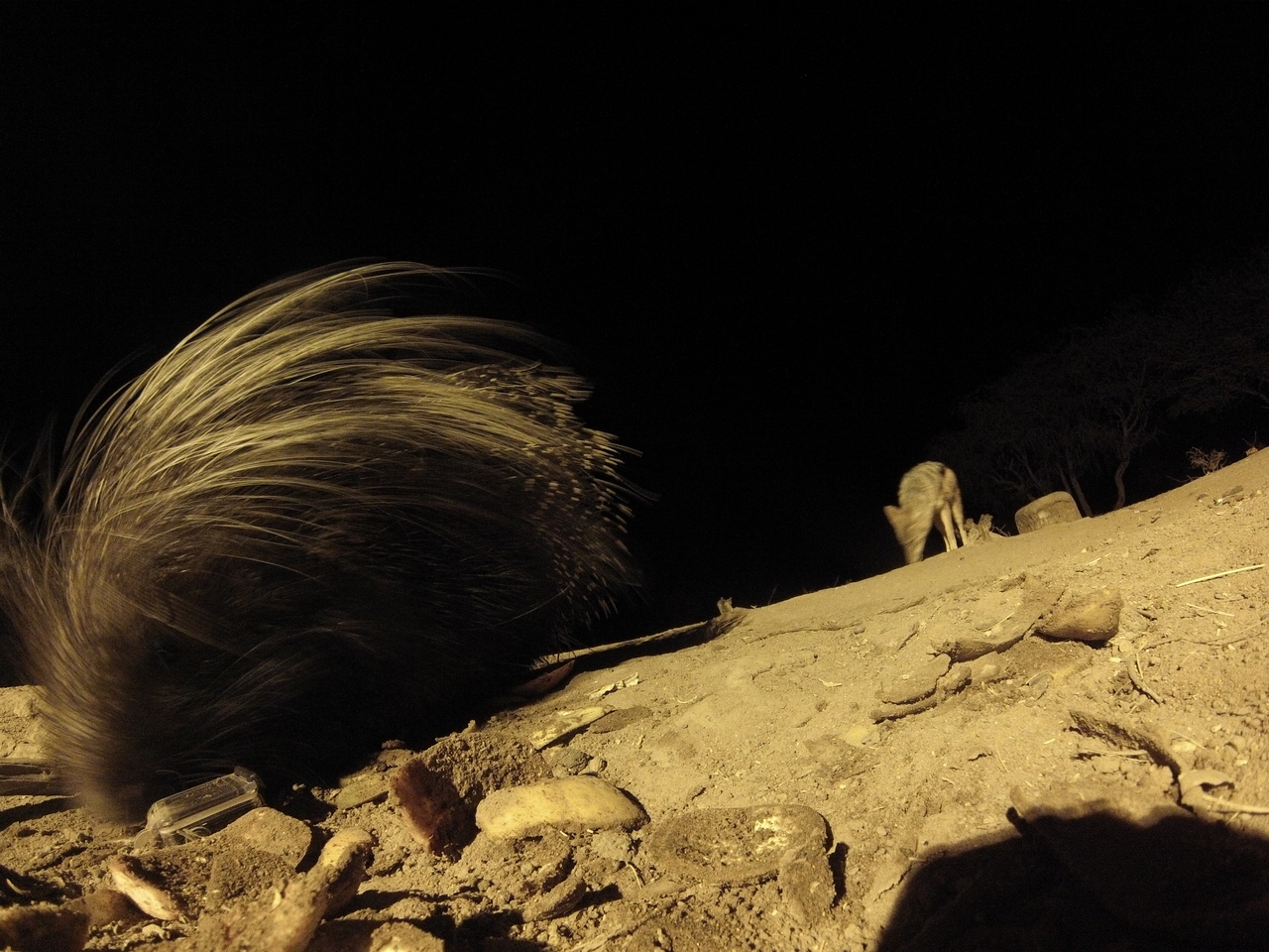 [11686] 2016_06_23_20_04_33_Africa_Hero3-Silver_Edition_IMG__00109.jpg