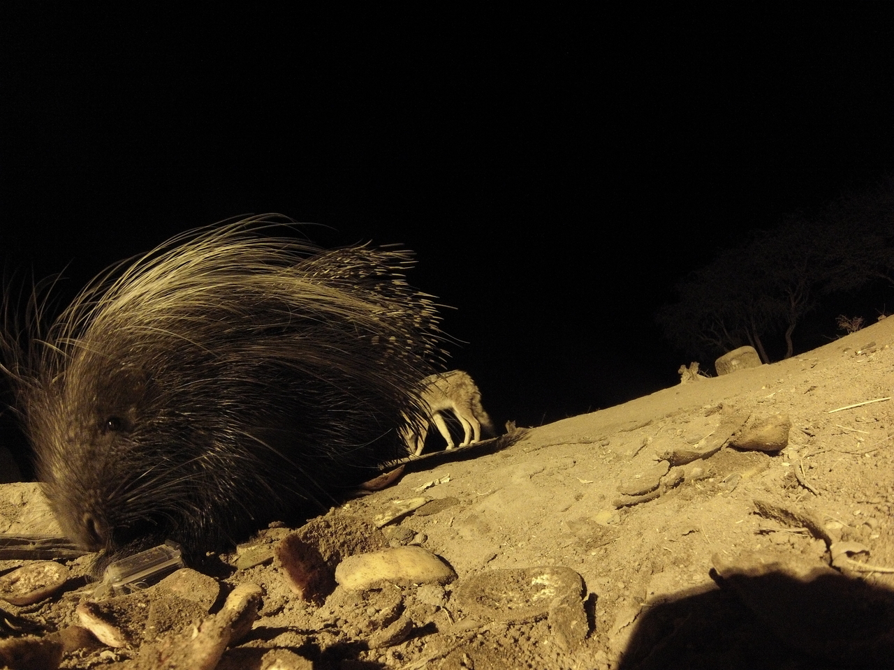 [11690] 2016_06_23_20_04_36_Africa_Hero3-Silver_Edition_IMG__01056.jpg