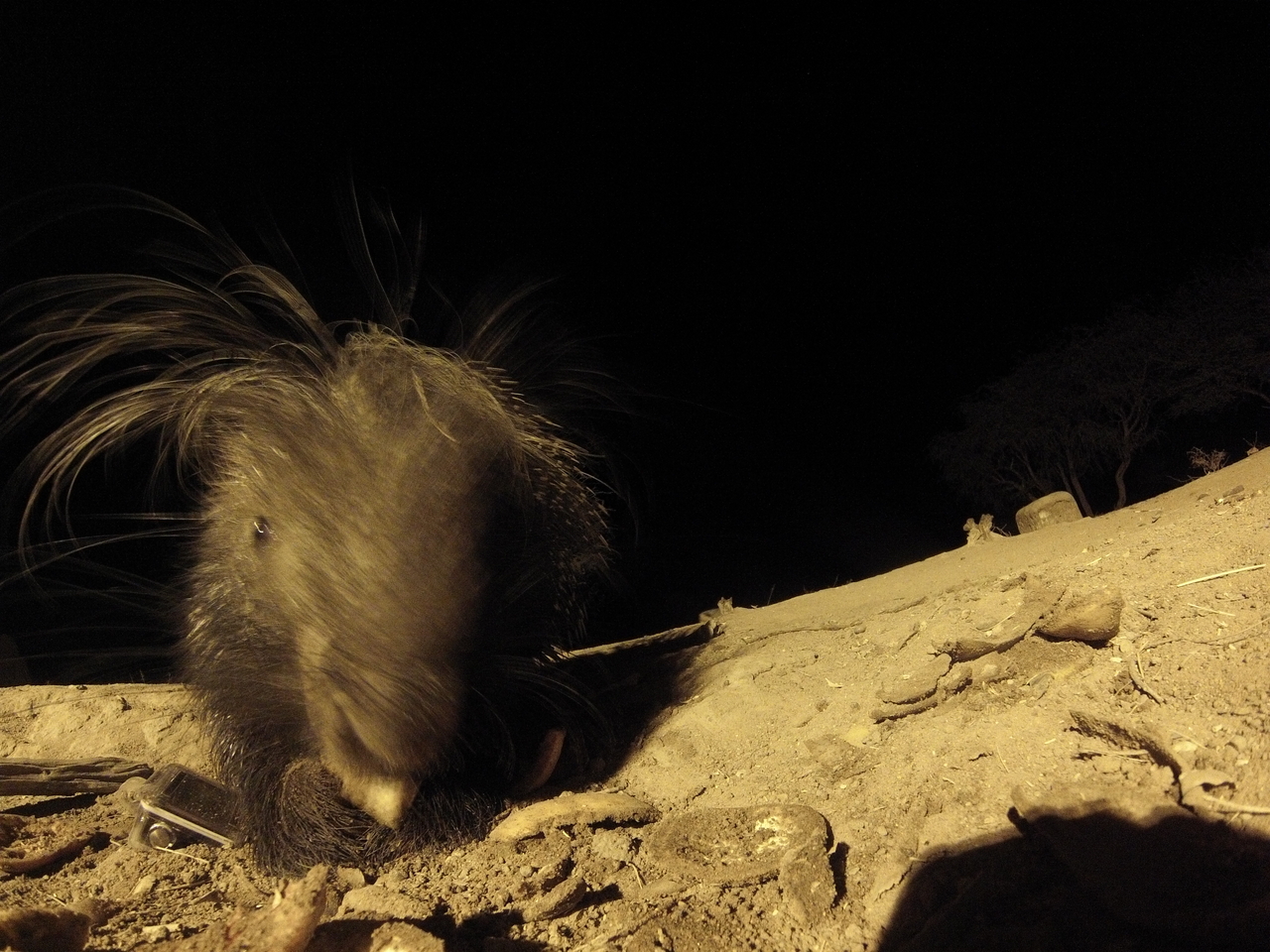 [11818] 2016_06_23_20_06_20_Africa_Hero3-Silver_Edition_IMG__00139.jpg