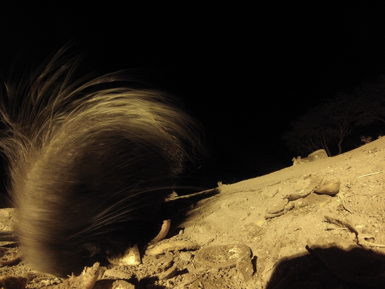 [11828] 2016_06_23_20_06_28_Africa_Hero3-Silver_Edition_IMG__00141.jpg