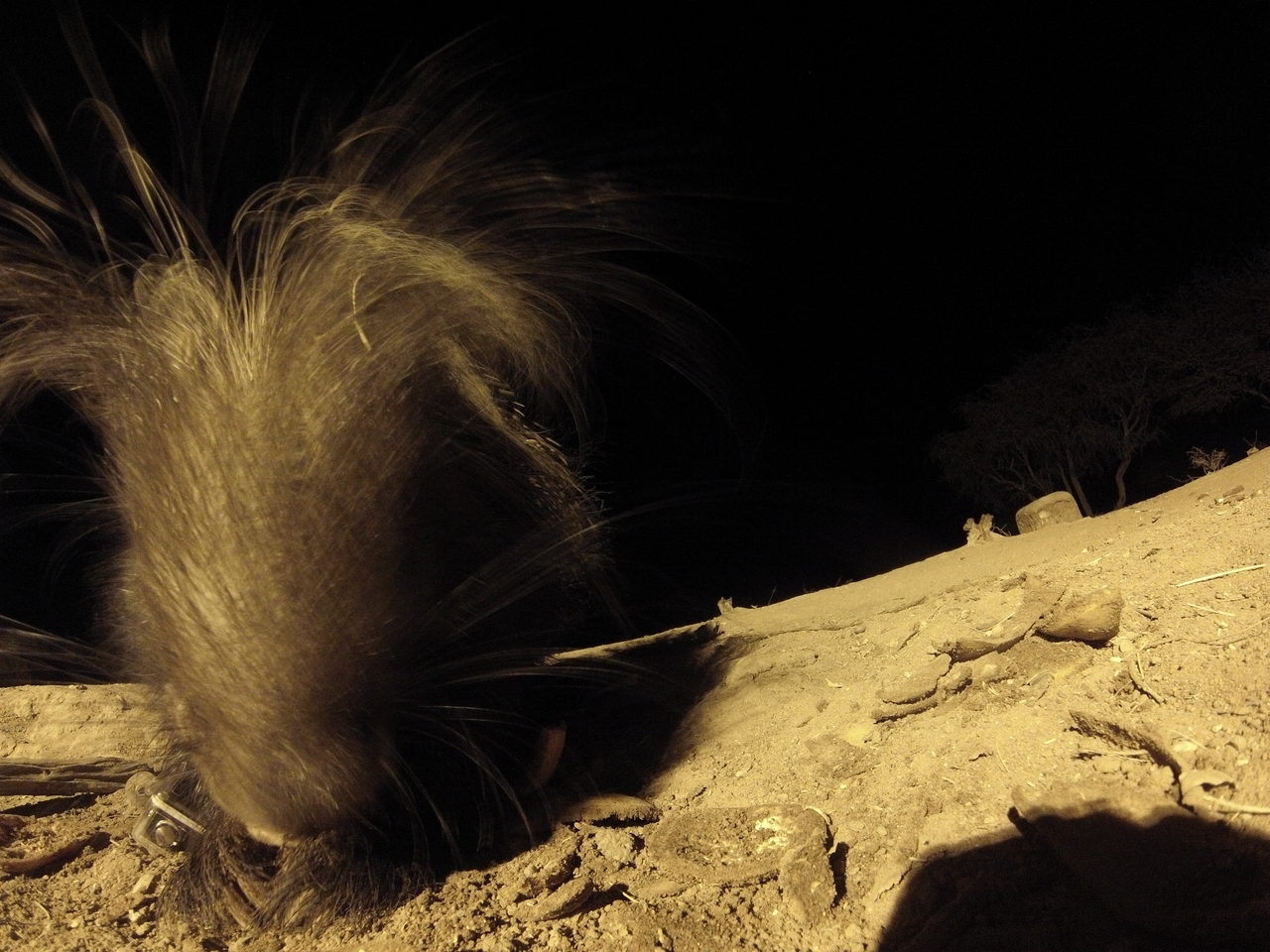 [11911] 2016_06_23_20_07_41_Africa_Hero3-Silver_Edition_IMG__01105.jpg