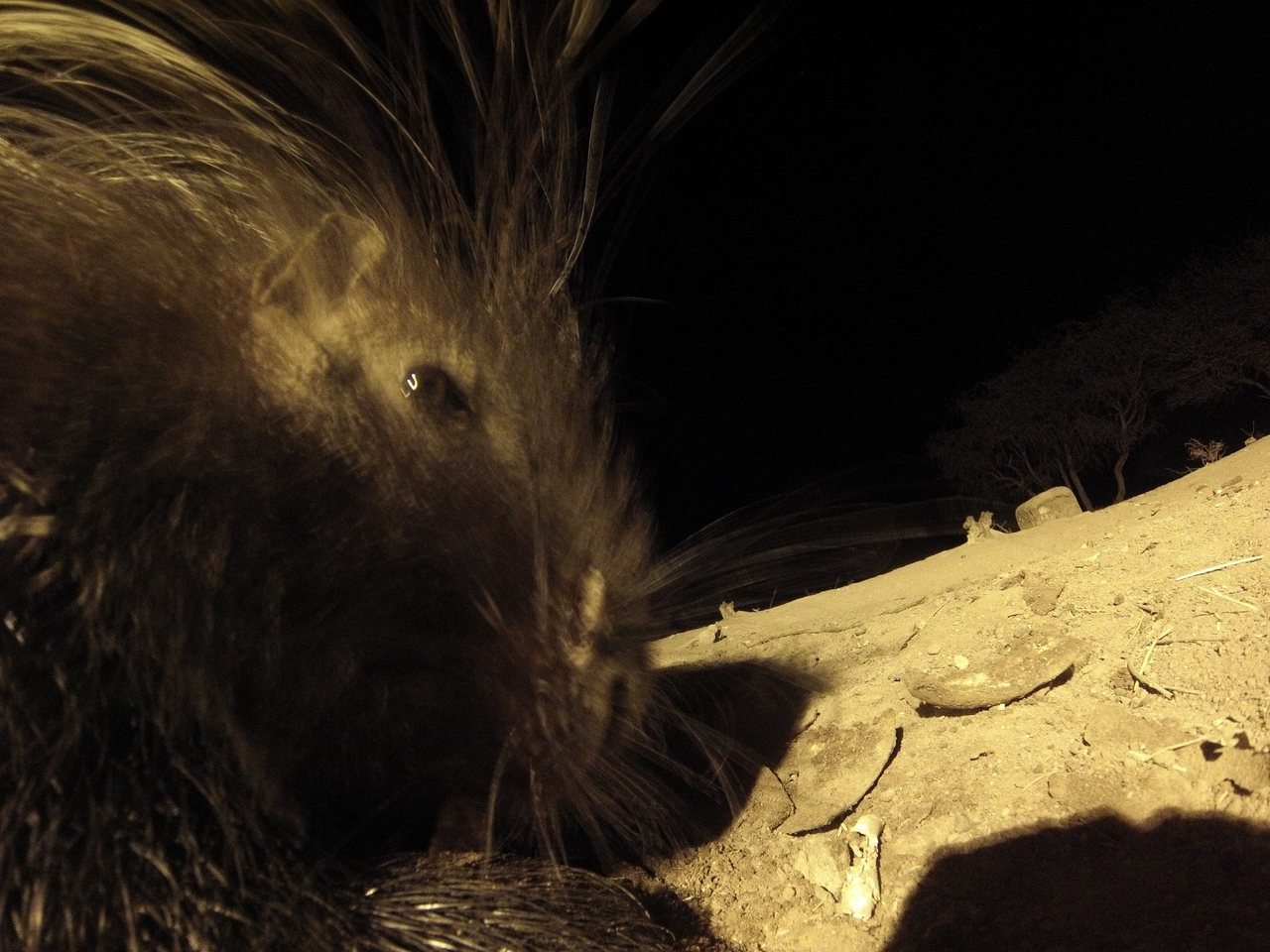 [12115] 2016_06_23_20_10_29_Africa_Hero3-Silver_Edition_IMG__01595.jpg