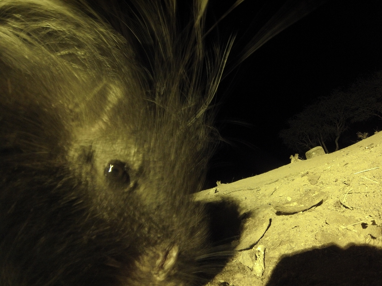 [12137] 2016_06_23_20_10_48_Africa_Hero3-Silver_Edition_IMG__01152.jpg