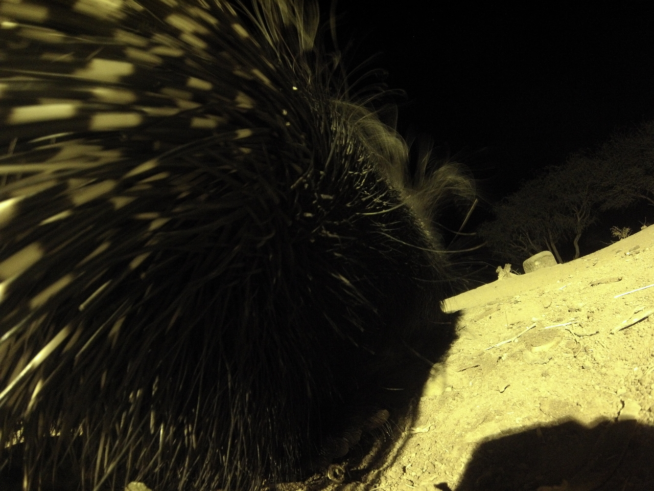 [12222] 2016_06_23_20_12_01_Africa_Hero3-Silver_Edition_IMG__01618.jpg