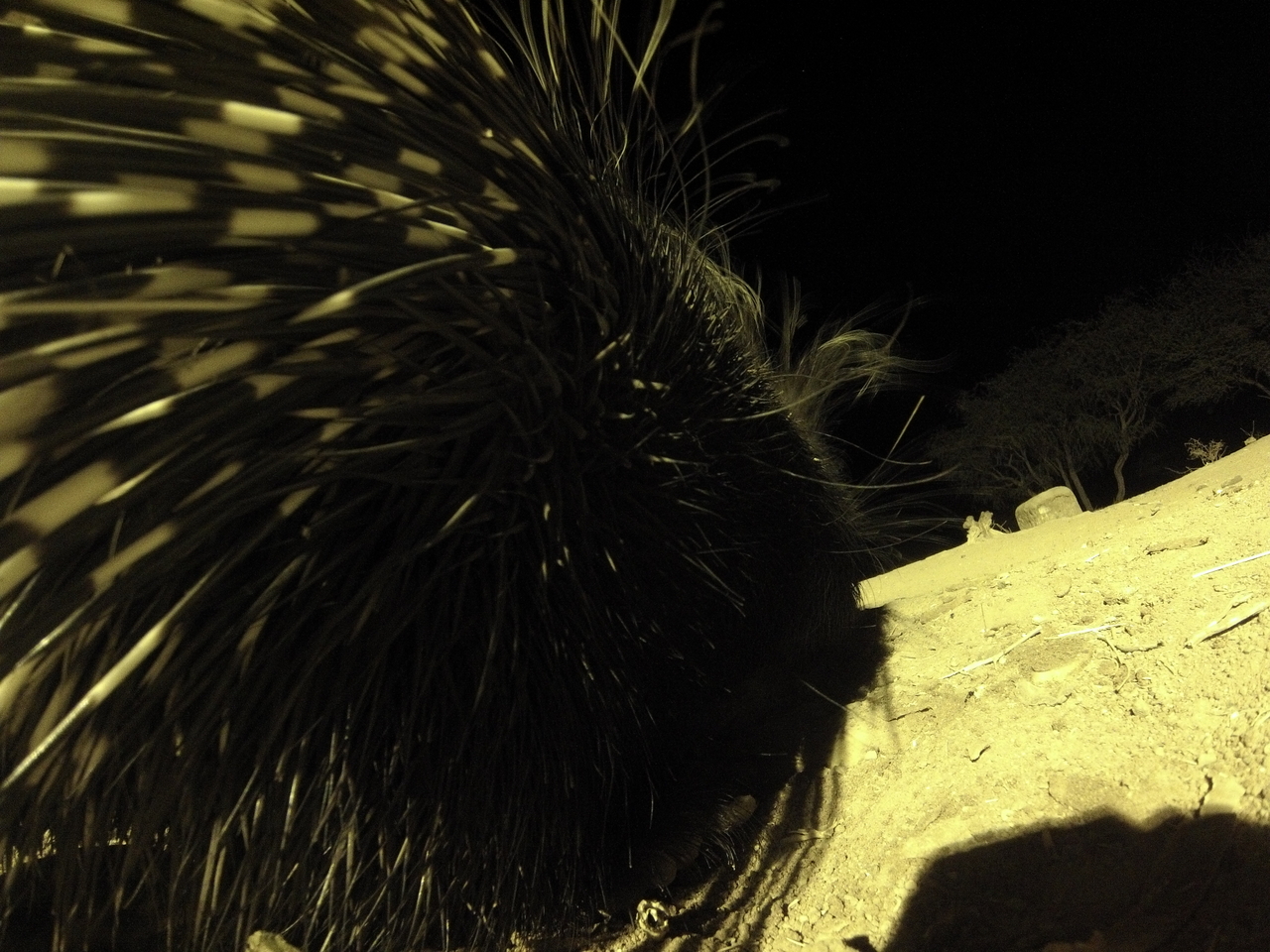 [12223] 2016_06_23_20_12_05_Africa_Hero3-Silver_Edition_IMG__00225.jpg