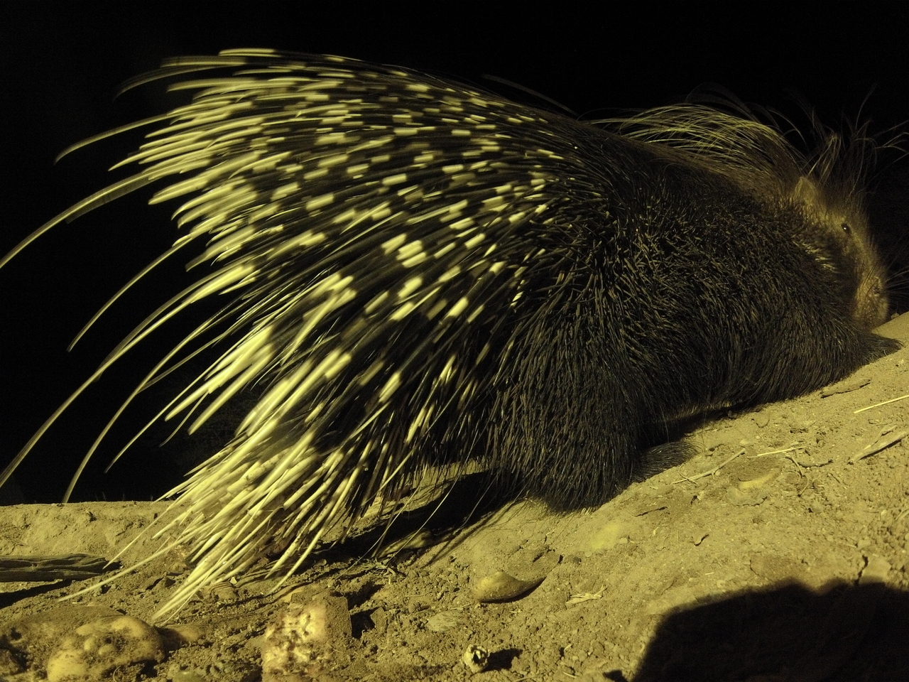 [12239] 2016_06_23_20_12_16_Africa_Hero3-Silver_Edition_IMG_8050_00629.jpg