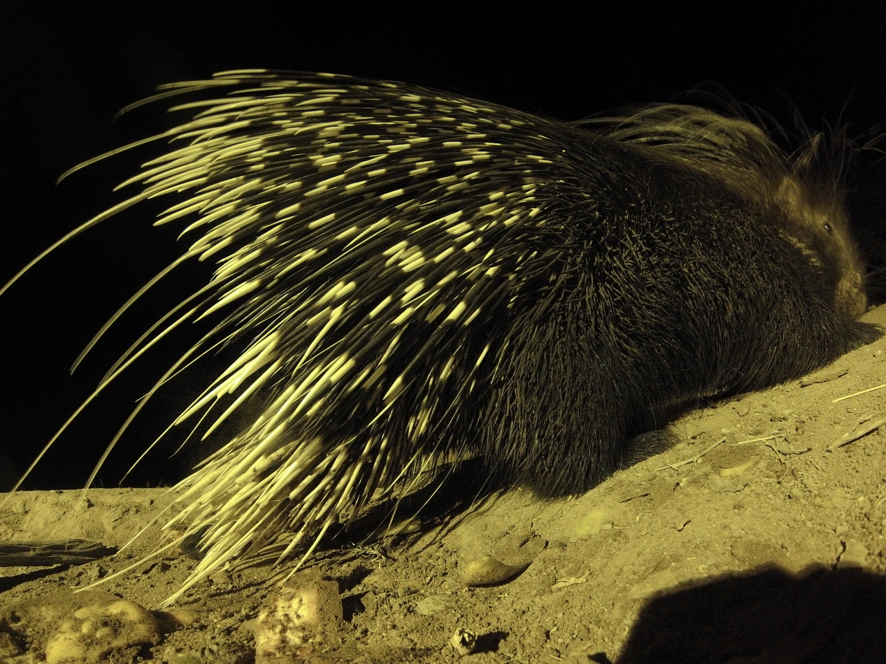 [12244] 2016_06_23_20_12_20_Africa_Hero3-Silver_Edition_IMG__00229.jpg