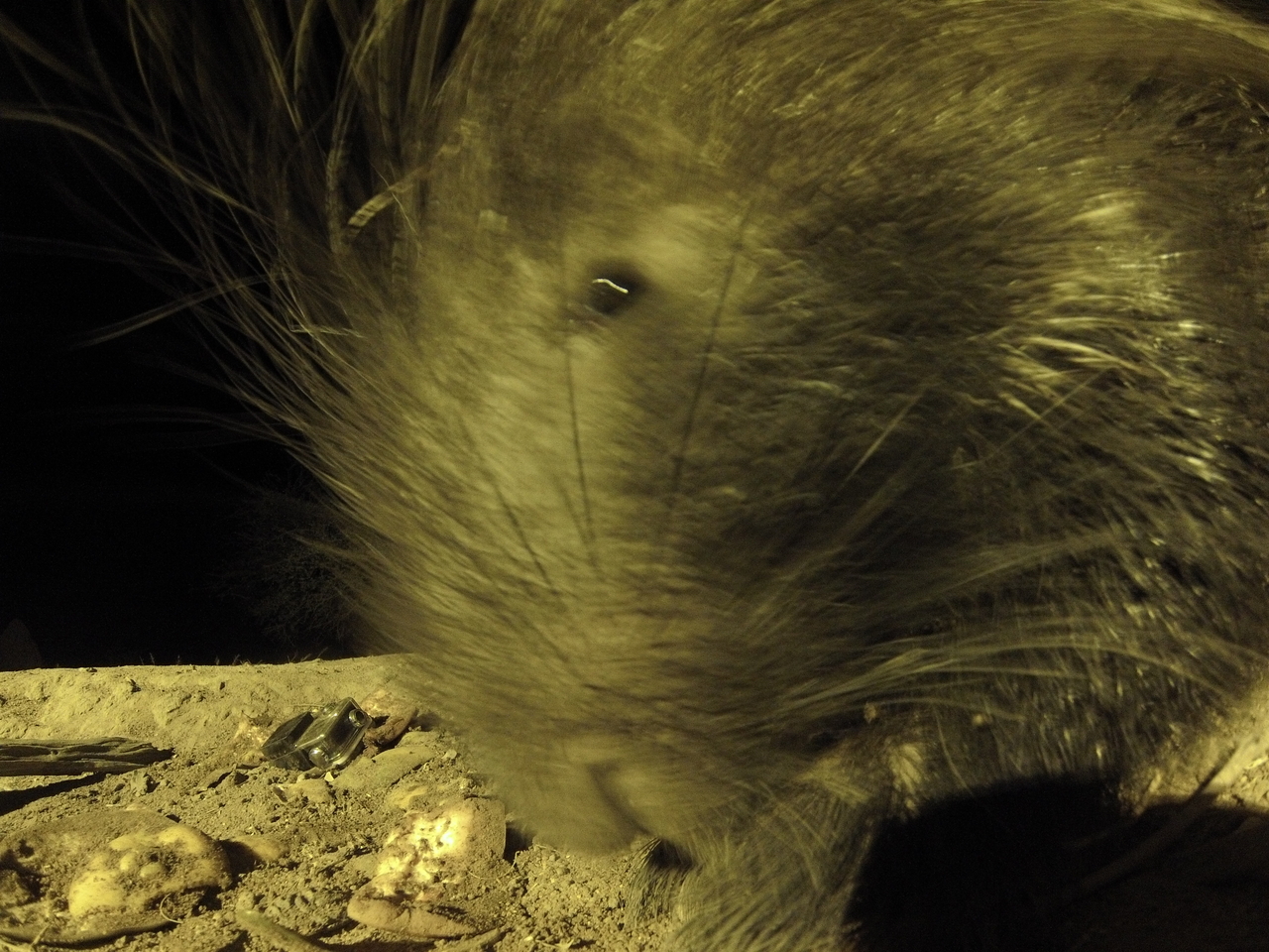 [12445] 2016_06_23_20_15_05_Africa_Hero3-Silver_Edition_IMG__00272.jpg