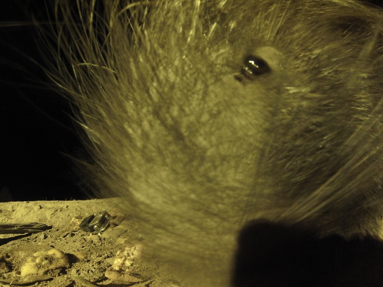 [12456] 2016_06_23_20_15_12_Africa_Hero3-Silver_Edition_IMG__01220.jpg