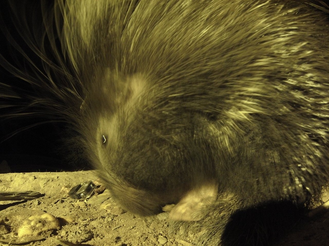 [12468] 2016_06_23_20_15_25_Africa_Hero3-Silver_Edition_IMG__00277.jpg