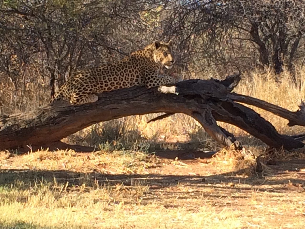 [5628] 2016_06_23_10_23_50_Africa_iPhone_5s_IMG_8180_05926.jpg