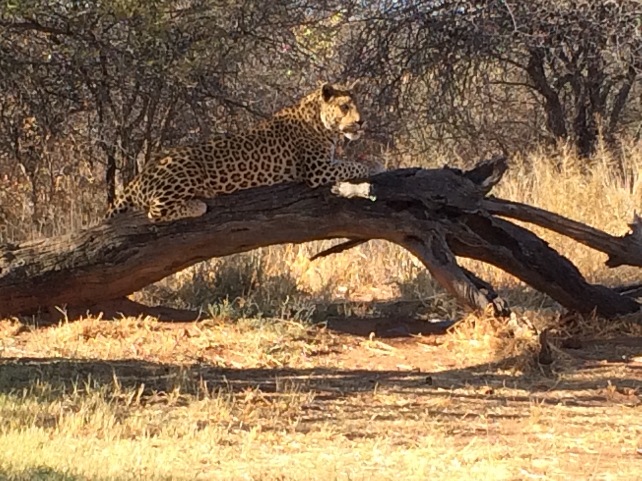 [5633] 2016_06_23_10_23_51_Africa_iPhone_5s_IMG__00315.jpg