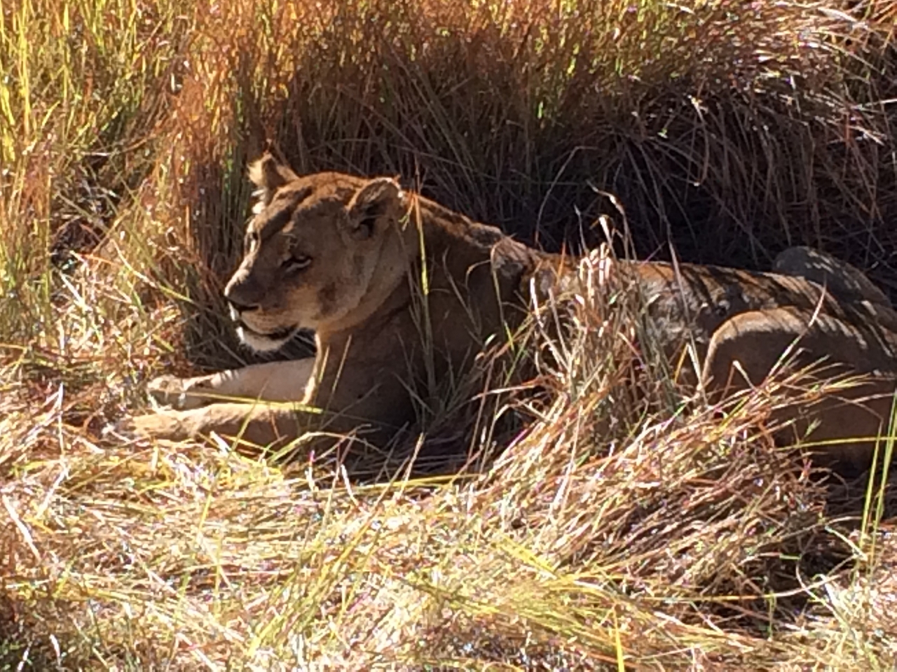 [19024] 2016_06_28_04_22_03_Africa_iPhone_5s_IMG_8480_00765.jpg
