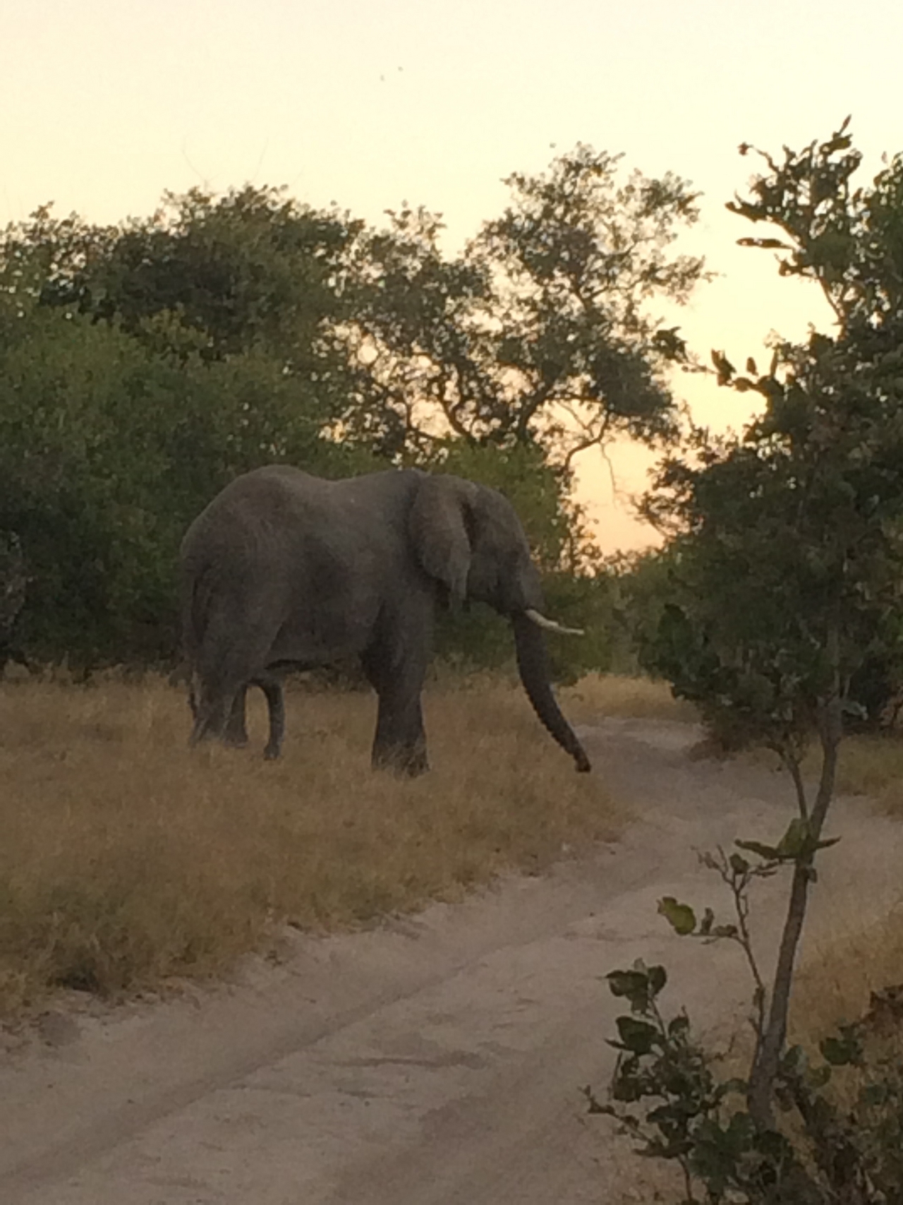 [20344] 2016_06_28_12_00_35_Africa_iPhone_5s_IMG__00792.jpg