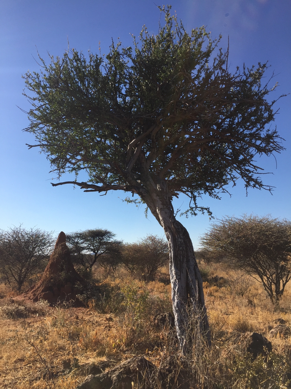 [3561] 2016_06_22_15_31_14_Africa_iPhone_6_IMG_7699_02630.jpg