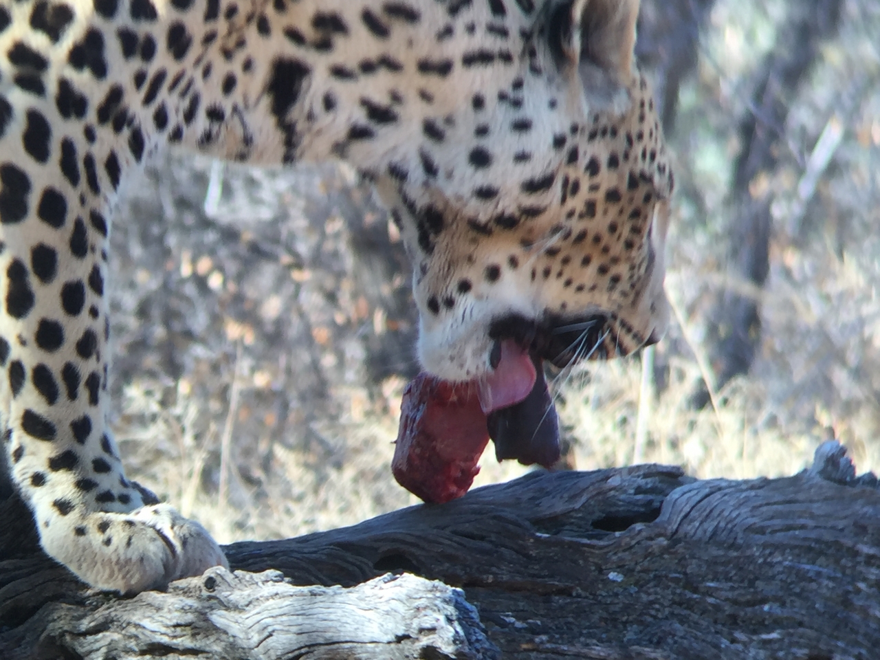 [9073] 2016_06_23_15_16_46_Africa_iPhone_6_IMG_7825_02752.jpg