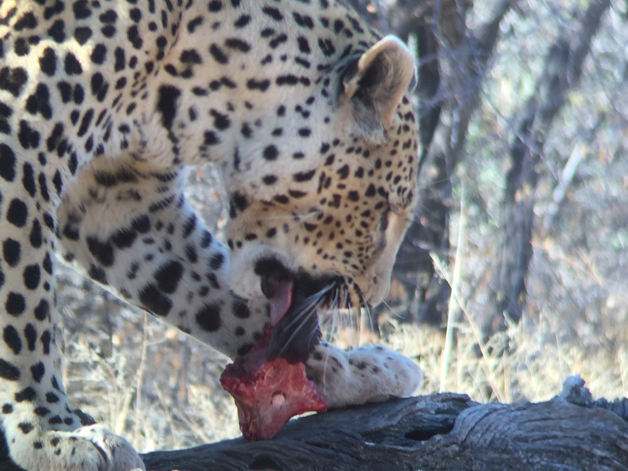 [9074] 2016_06_23_15_16_47_Africa_iPhone_6_IMG_7826_00412.jpg