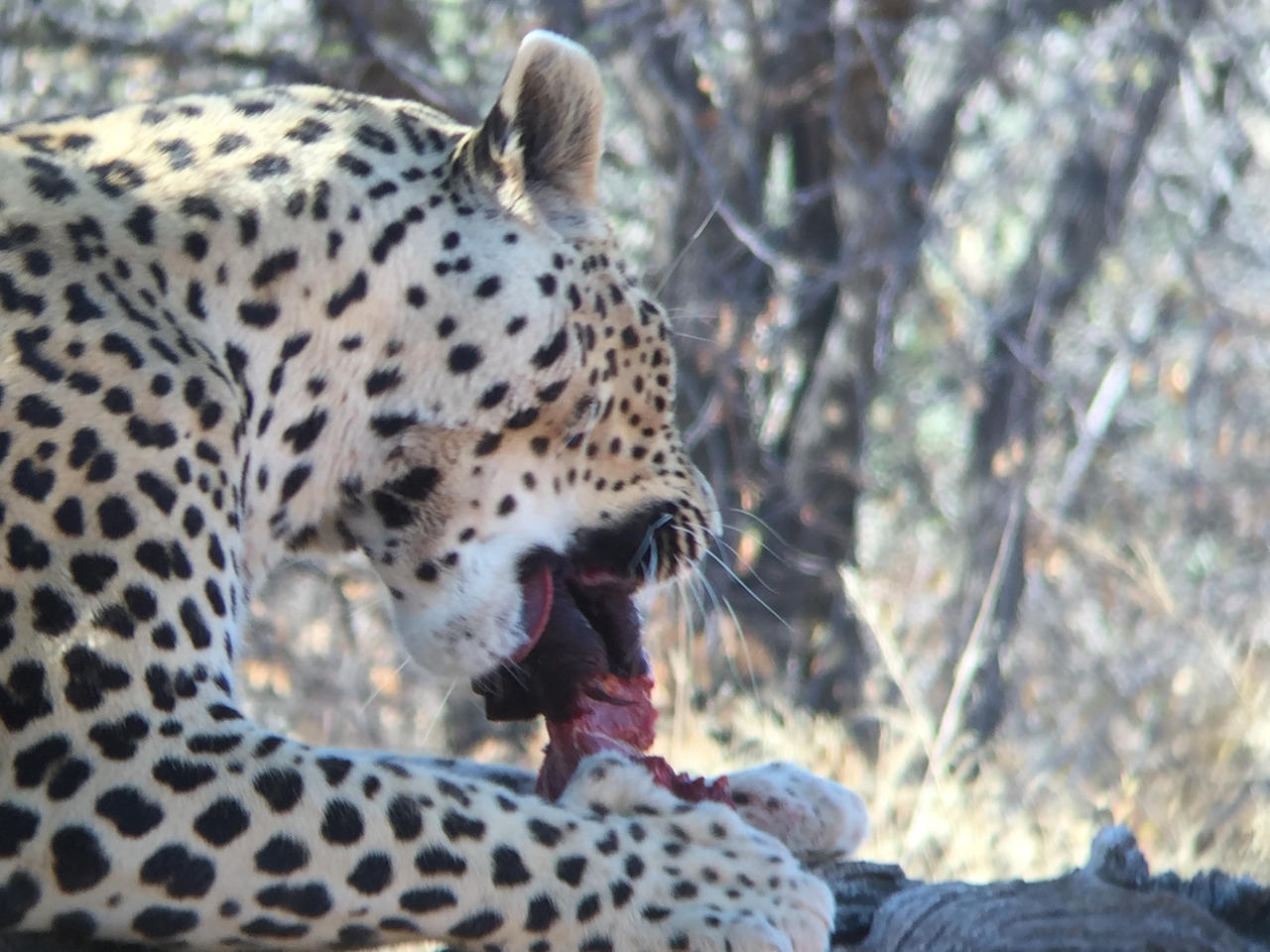 [9078] 2016_06_23_15_16_50_Africa_iPhone_6_IMG_7828_00414.jpg