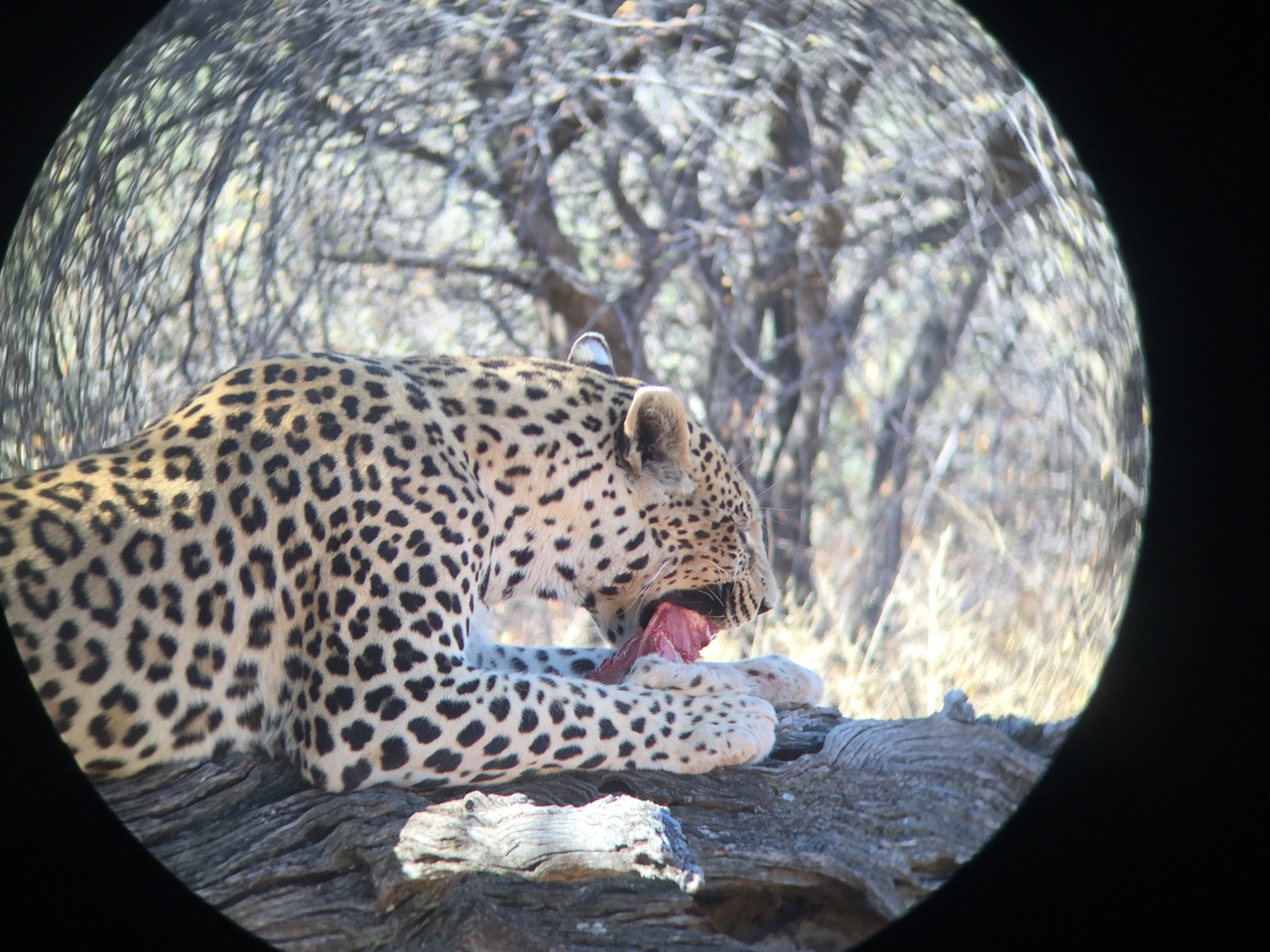 [9081] 2016_06_23_15_16_56_Africa_iPhone_6_IMG_7829_02756.jpg