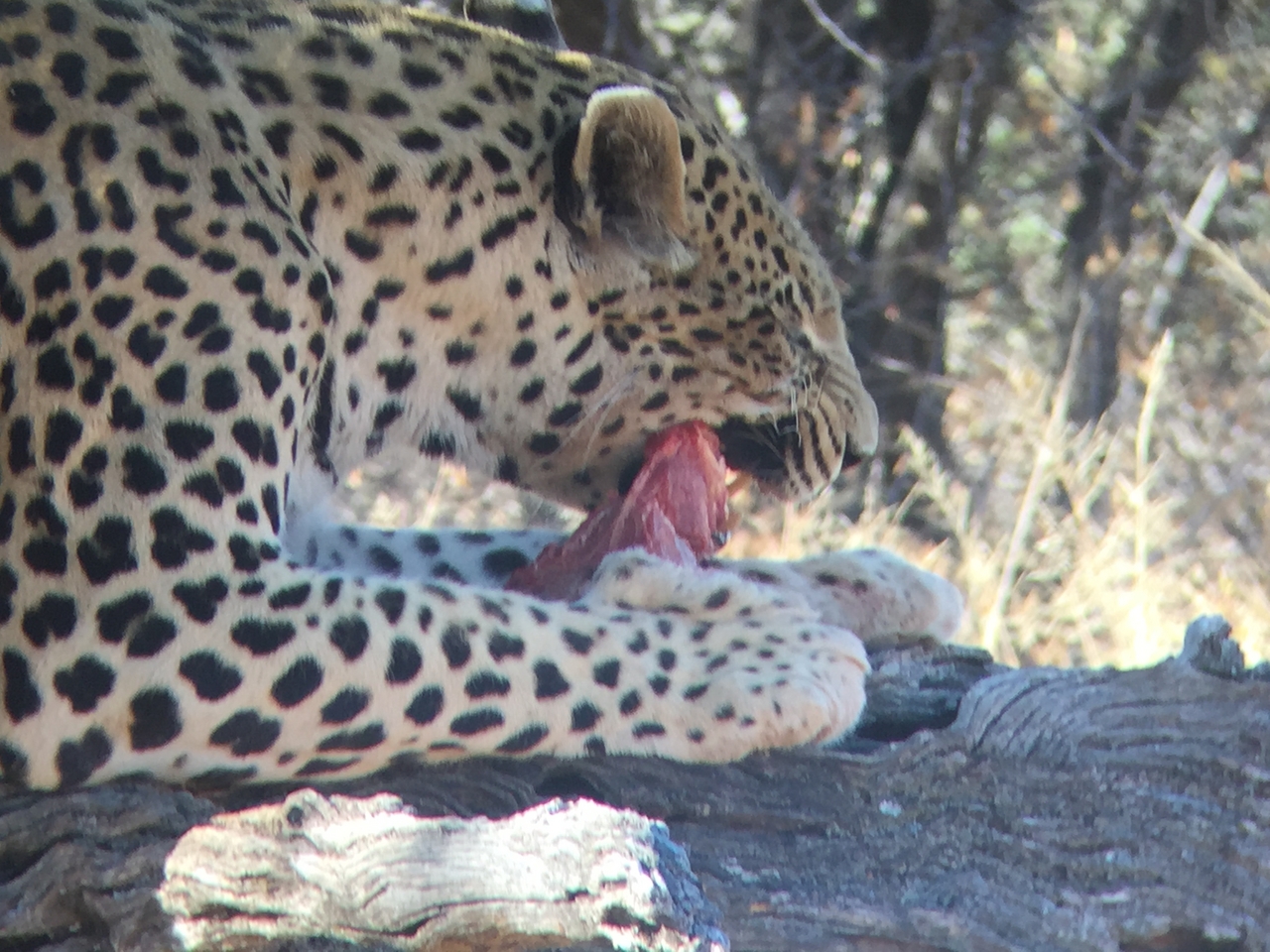 [9088] 2016_06_23_15_17_09_Africa_iPhone_6_IMG_7833_00419.jpg