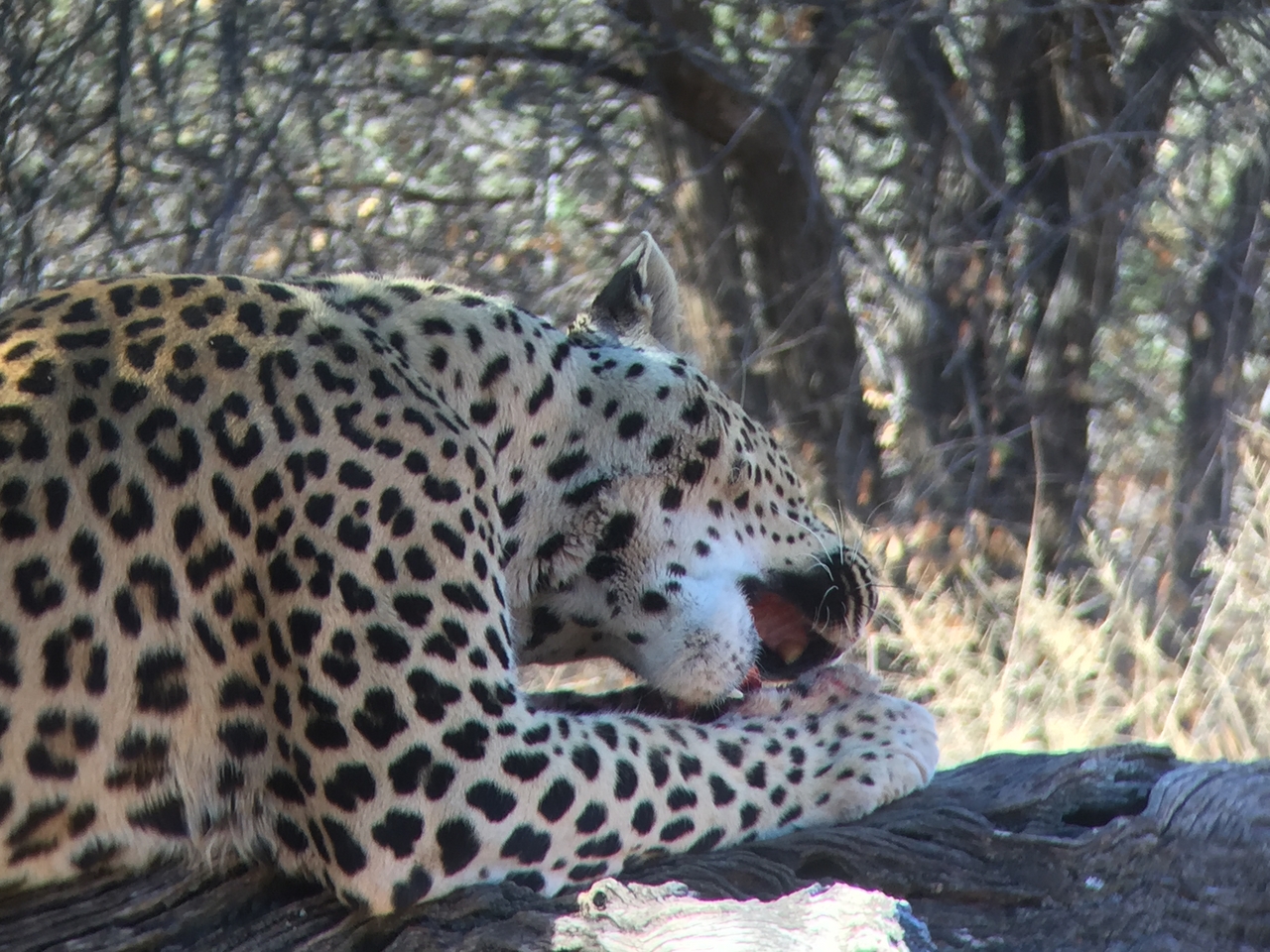 [9096] 2016_06_23_15_21_52_Africa_iPhone_6_IMG_7837_00423.jpg