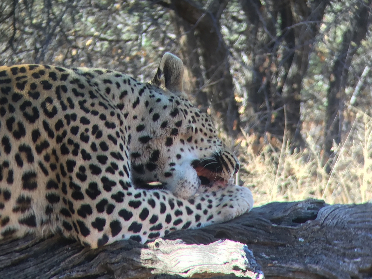 [9099] 2016_06_23_15_21_54_Africa_iPhone_6_IMG_7838_02765.jpg