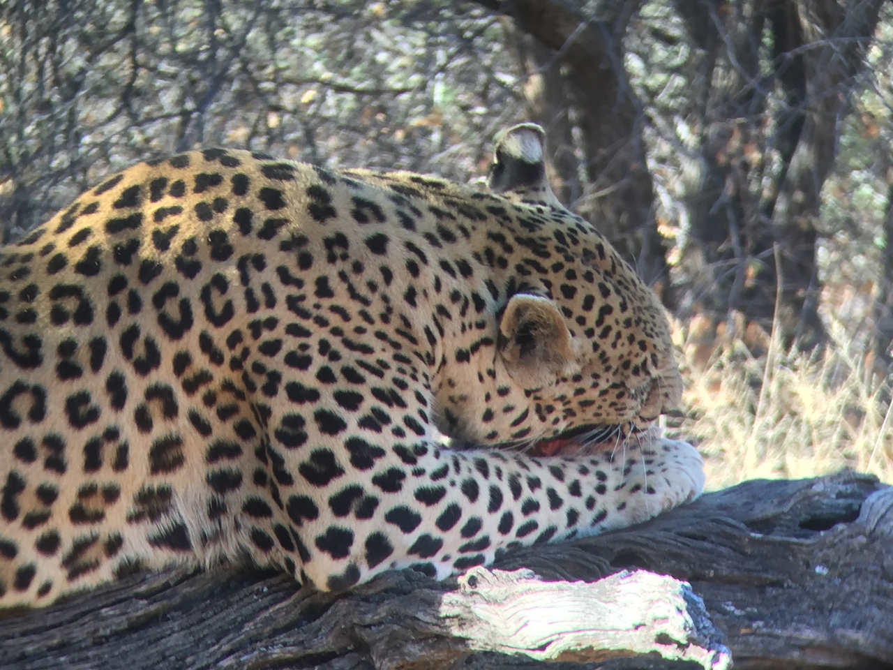 [9101] 2016_06_23_15_22_02_Africa_iPhone_6_IMG_7839_02766.jpg