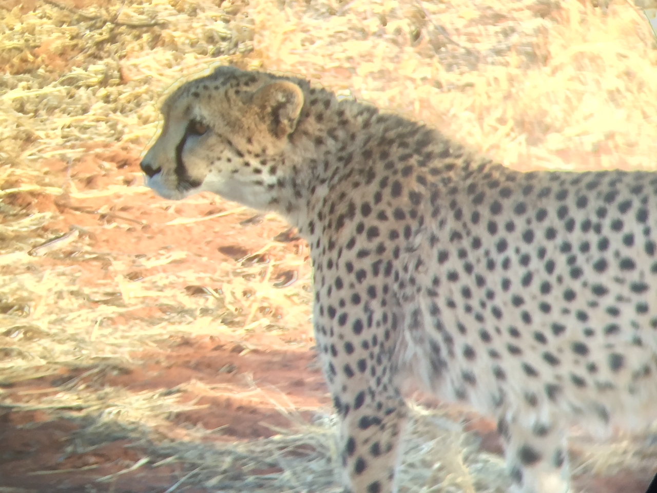 [9230] 2016_06_23_15_44_43_Africa_iPhone_6_IMG_7906_00490.jpg