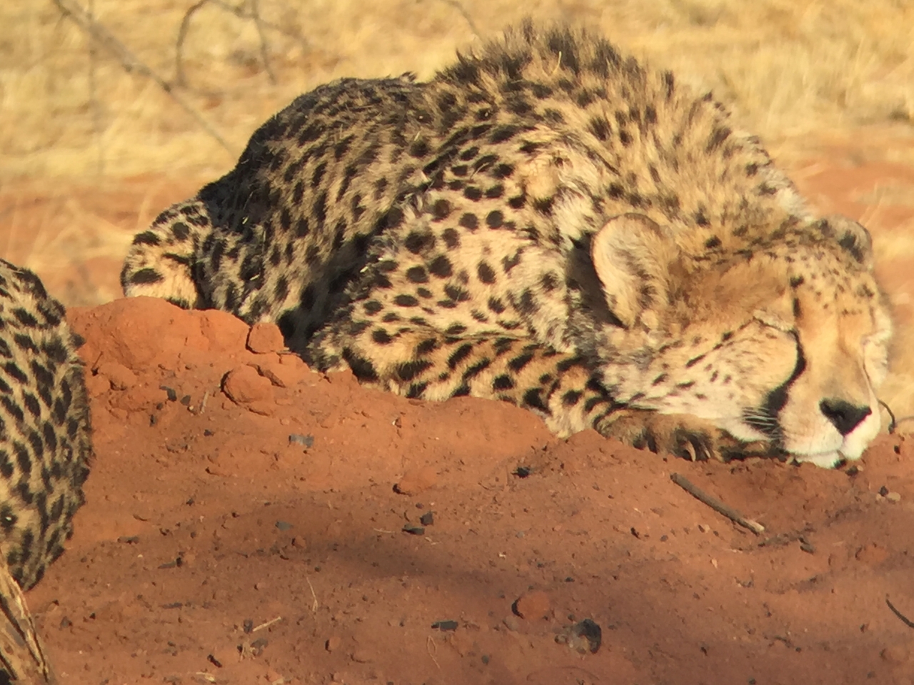 [9313] 2016_06_23_16_11_29_Africa_iPhone_6_IMG_7949_02872.jpg