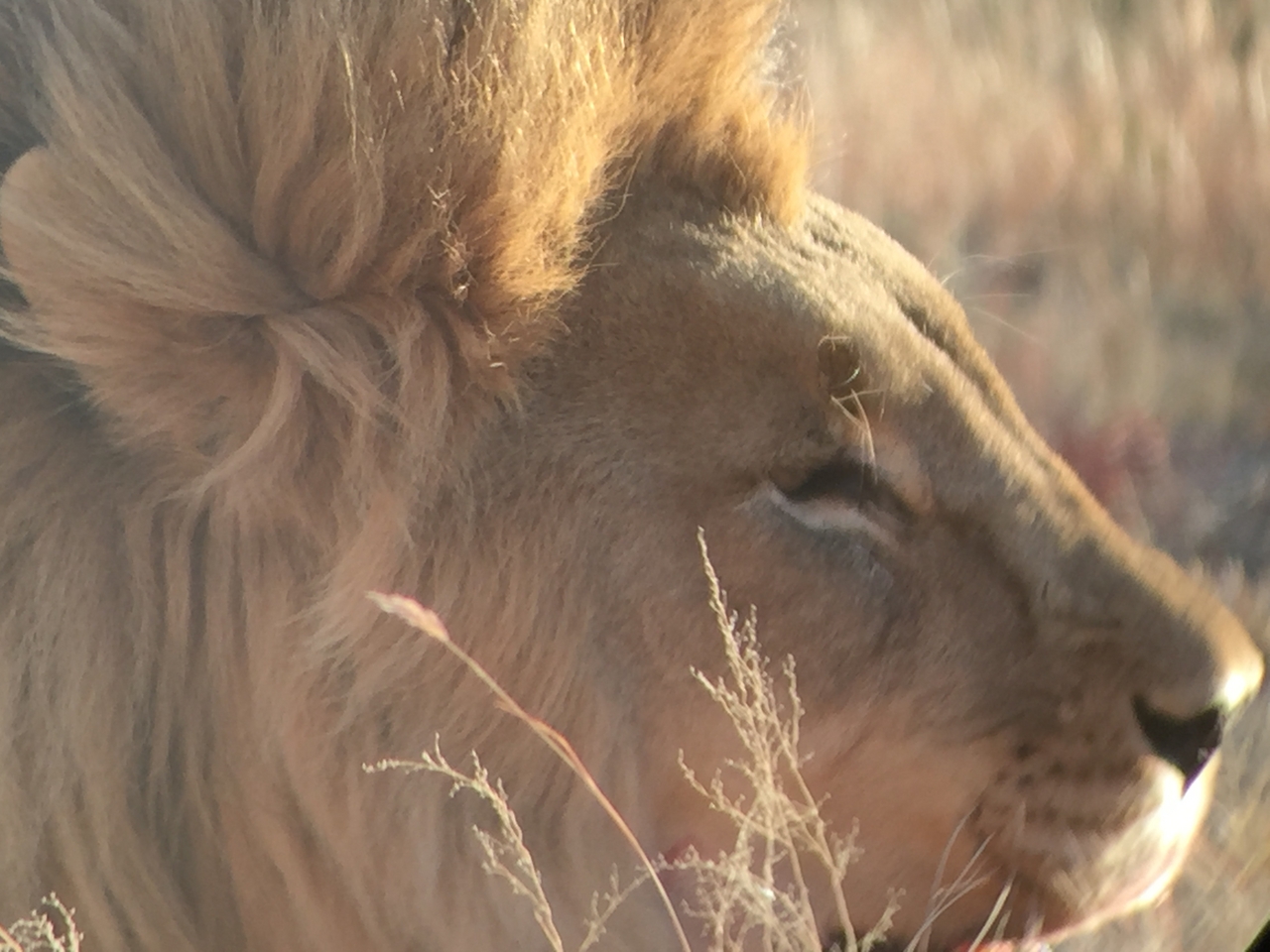 [9407] 2016_06_23_16_41_08_Africa_iPhone_6_IMG_7990_00571.jpg