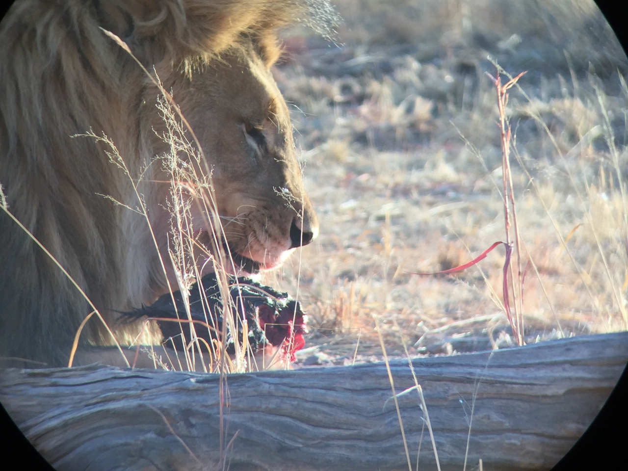 [9414] 2016_06_23_16_41_41_Africa_iPhone_6_IMG_7993_02915.jpg