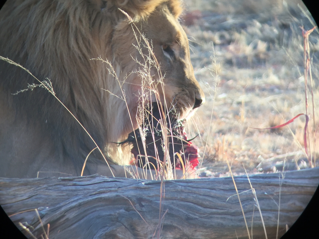 [9415] 2016_06_23_16_41_44_Africa_iPhone_6_IMG_7994_00575.jpg