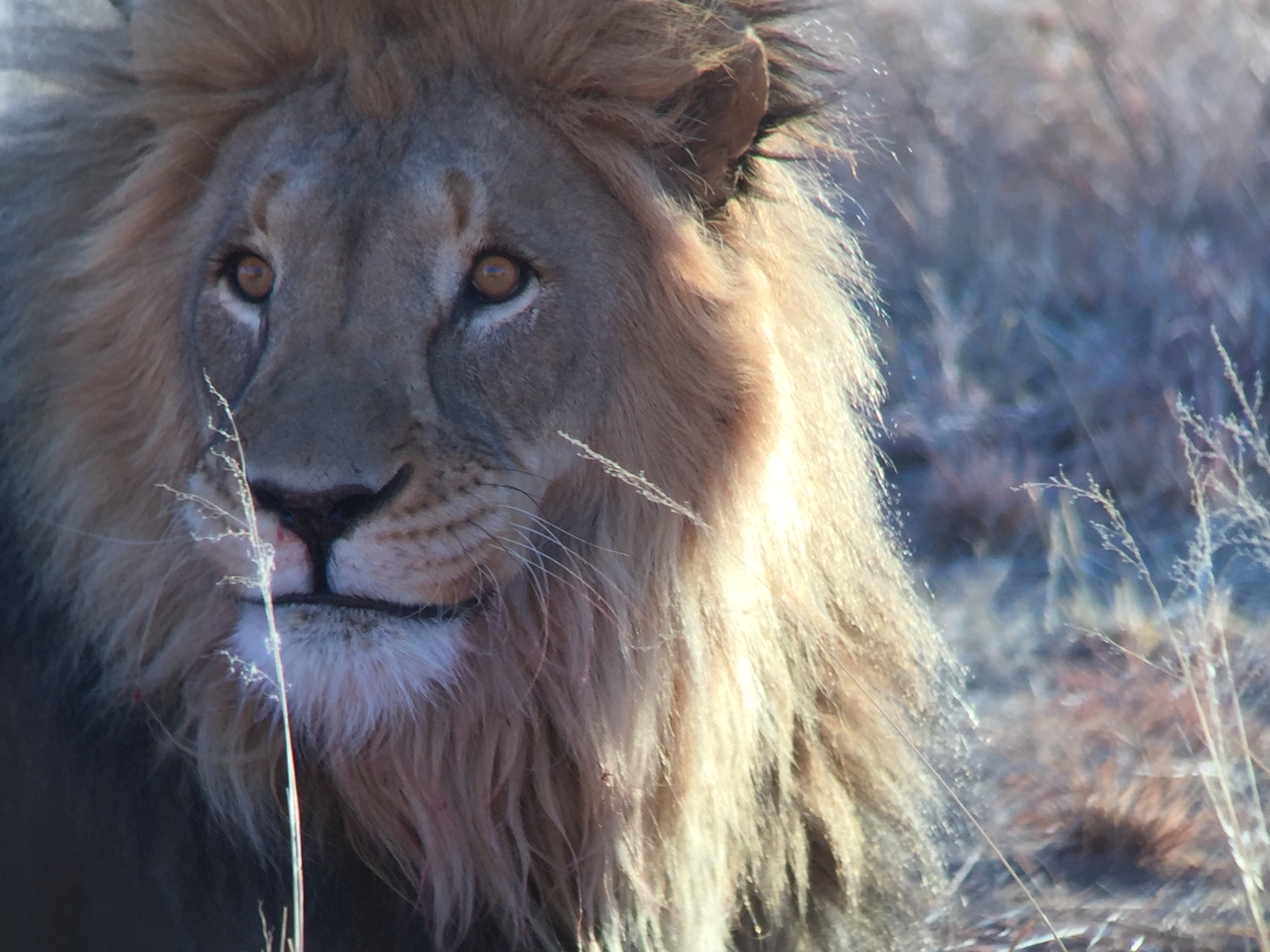 [9453] 2016_06_23_16_51_25_Africa_iPhone_6_IMG_8010_02933.jpg