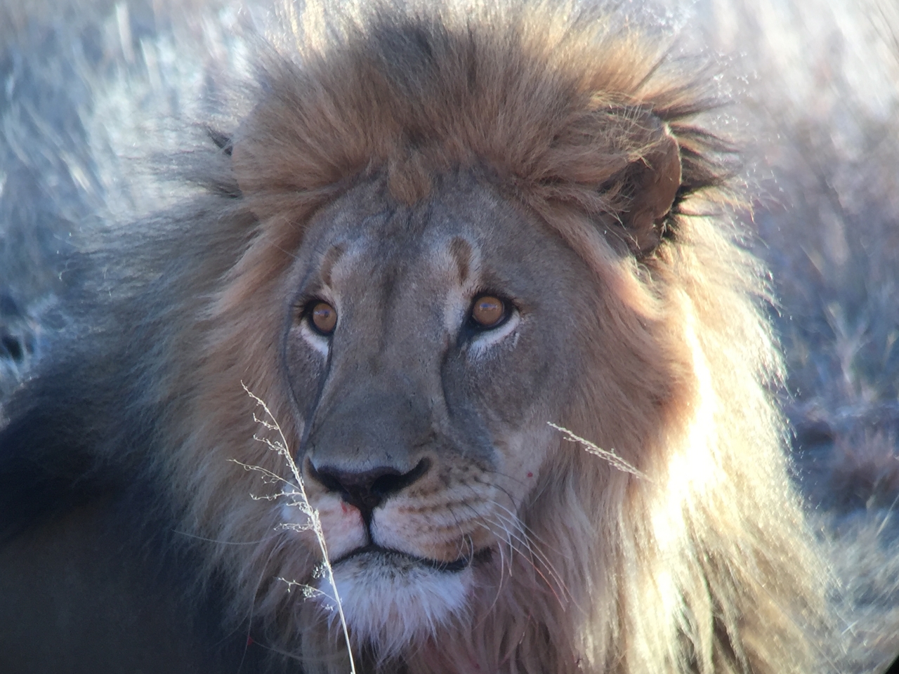 [9454] 2016_06_23_16_51_26_Africa_iPhone_6_IMG_8011_00011.jpg