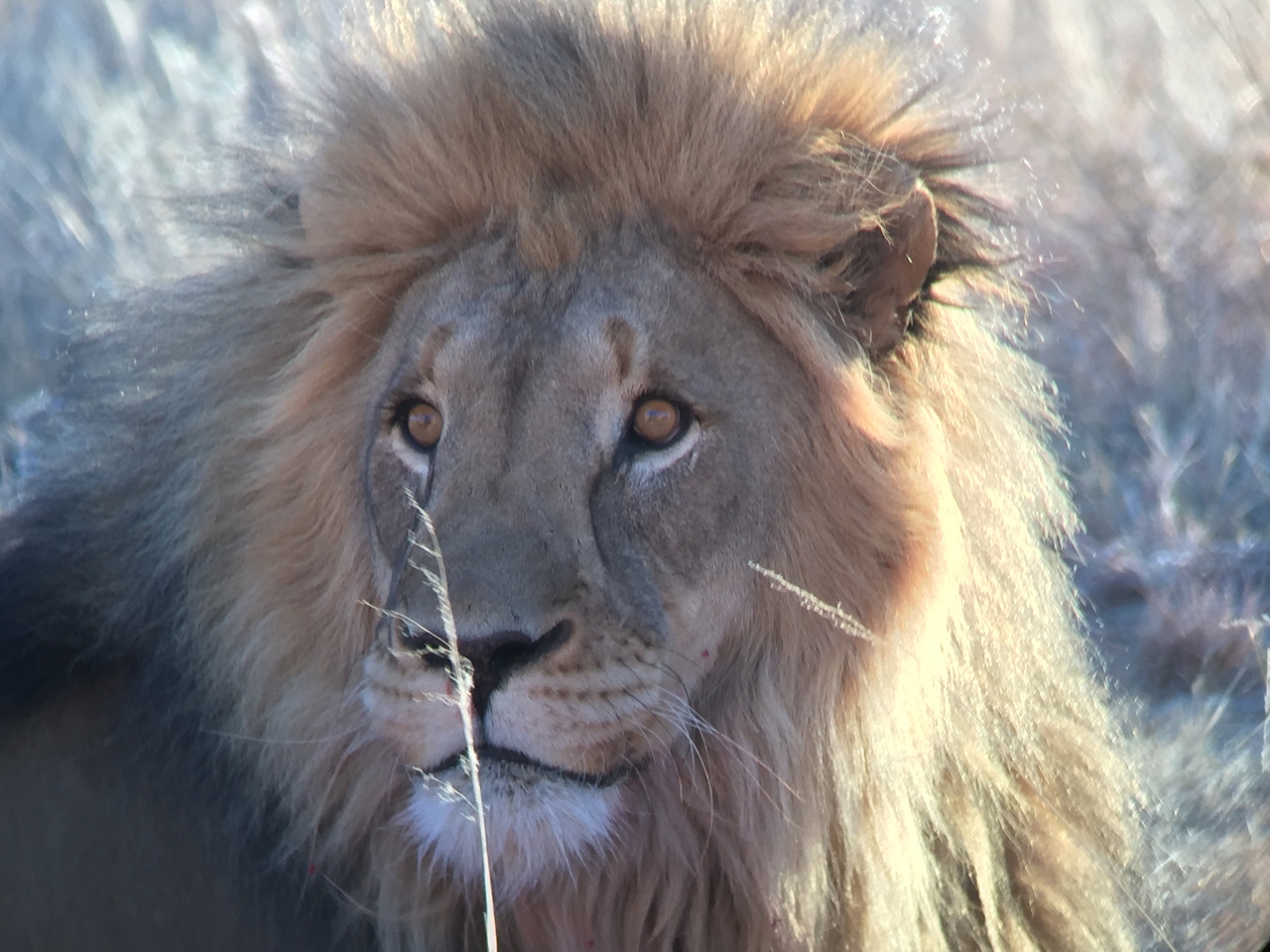 [9459] 2016_06_23_16_51_29_Africa_iPhone_6_IMG_8012_02935.jpg