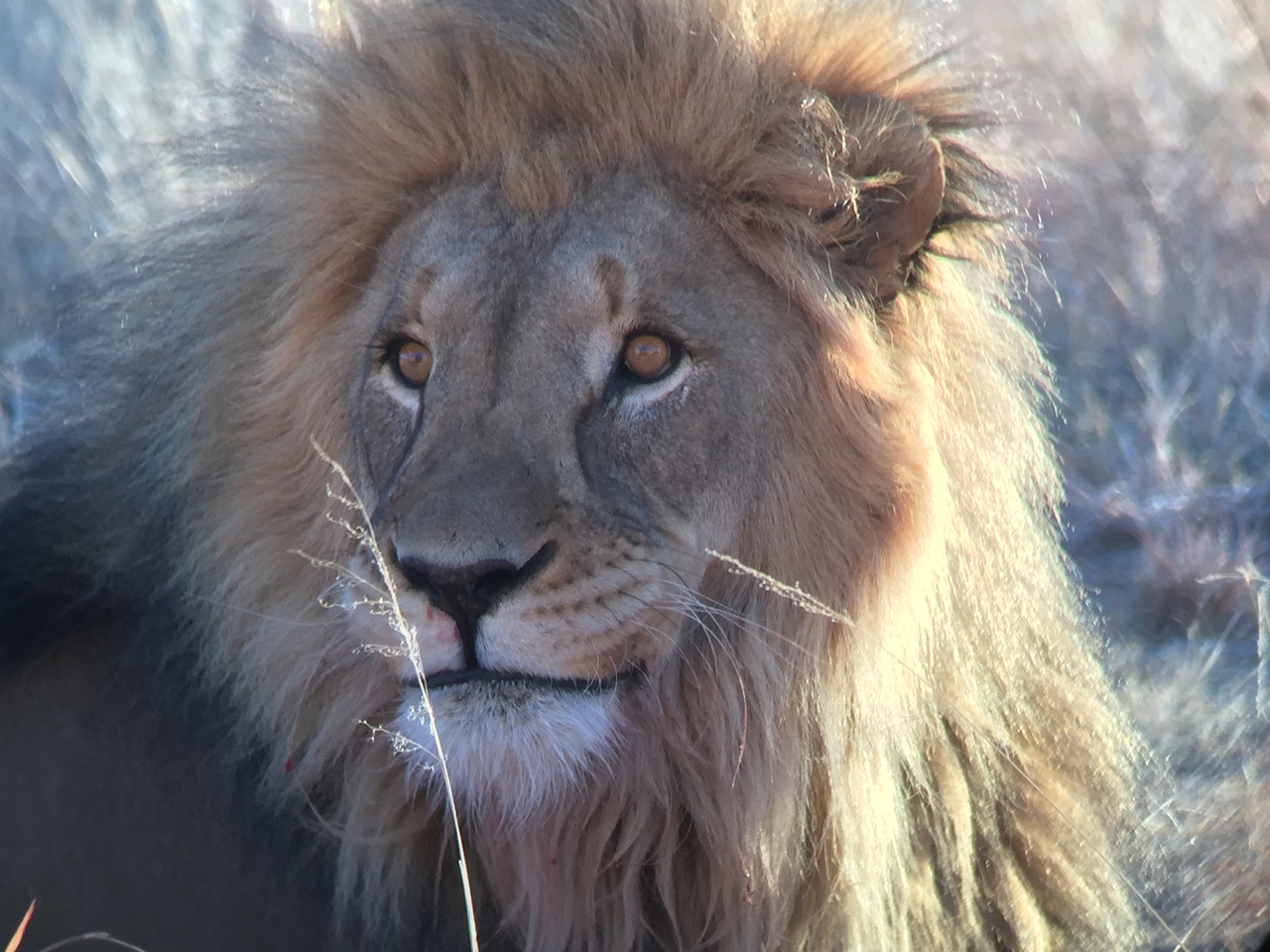 [9461] 2016_06_23_16_51_31_Africa_iPhone_6_IMG_8013_00595.jpg