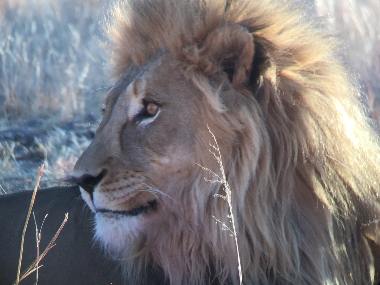 [9465] 2016_06_23_16_51_34_Africa_iPhone_6_IMG_8014_02937.jpg