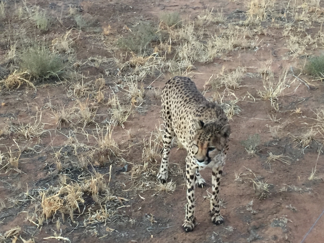[9539] 2016_06_23_17_27_36_Africa_iPhone_6_IMG_8029_02951.jpg