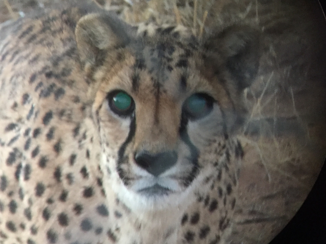 [9557] 2016_06_23_17_29_51_Africa_iPhone_6_IMG_8037_02957.jpg