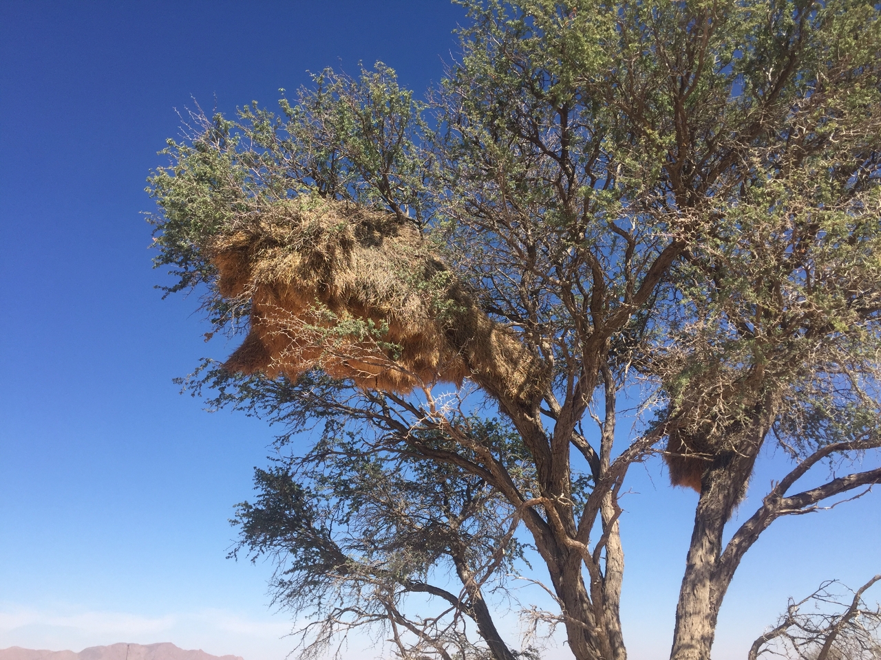 [16479] 2016_06_26_11_17_33_Africa_iPhone_6_IMG_8364_00912.jpg