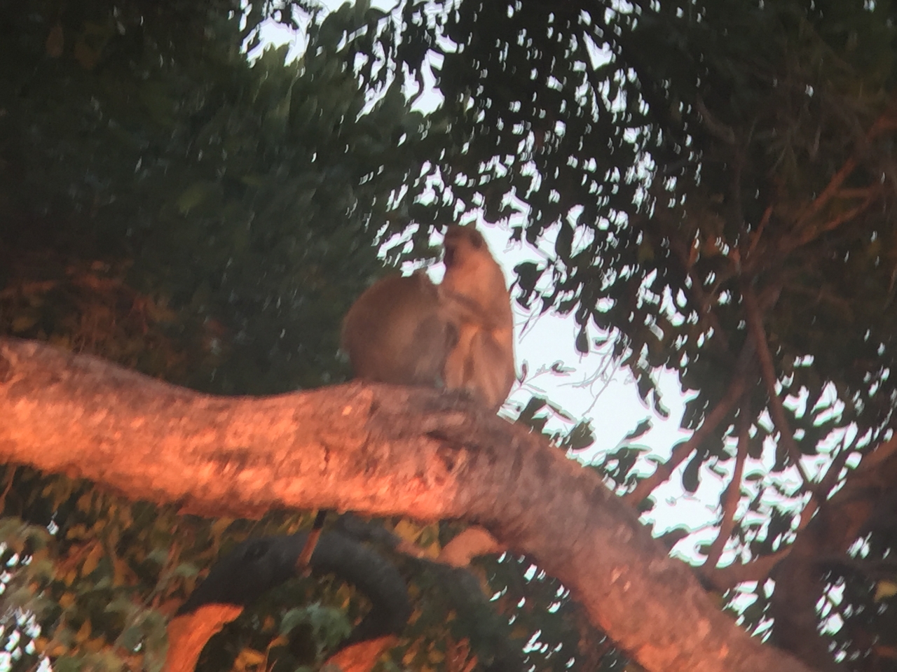 [19806] 2016_06_28_07_07_35_Africa_iPhone_6_IMG_8460_03341.jpg