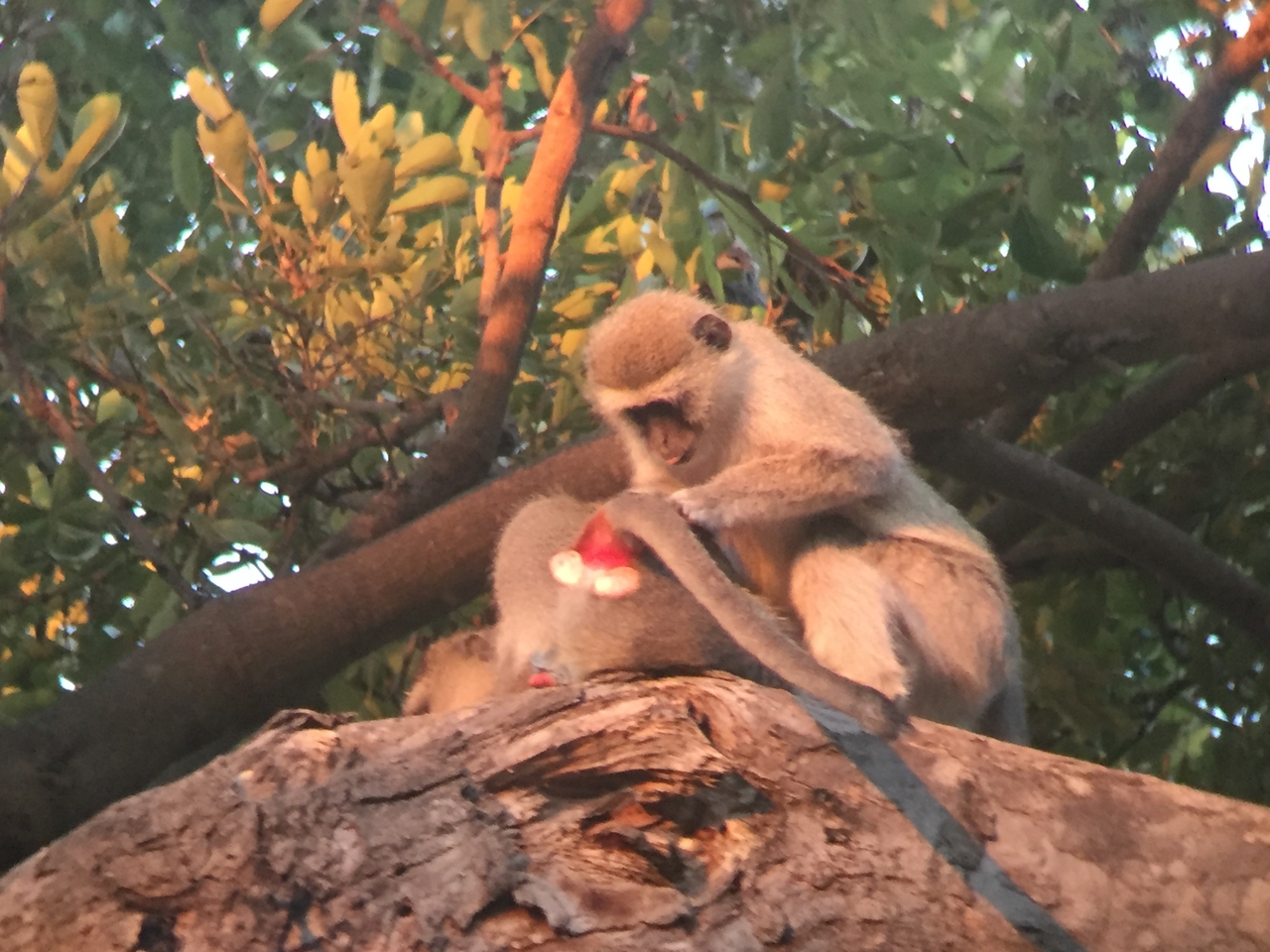 [19812] 2016_06_28_07_08_50_Africa_iPhone_6_IMG_8462_03343.jpg