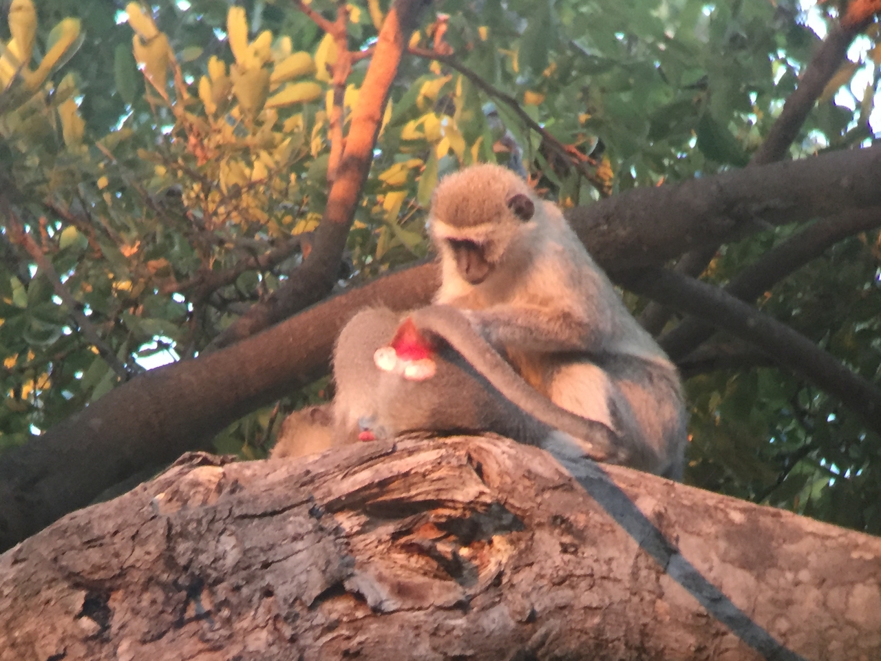 [19819] 2016_06_28_07_08_59_Africa_iPhone_6_IMG_8465_00423.jpg