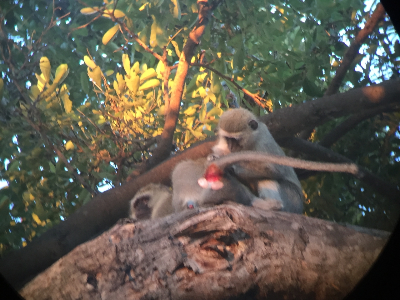 [19822] 2016_06_28_07_10_26_Africa_iPhone_6_IMG_8466_00424.jpg