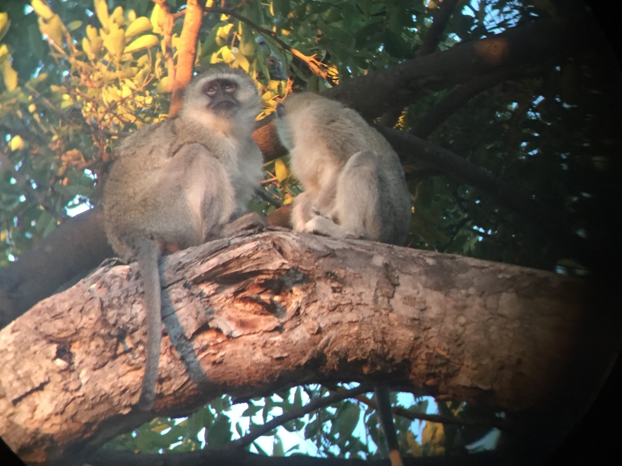 [19829] 2016_06_28_07_10_43_Africa_iPhone_6_IMG_8468_01008.jpg