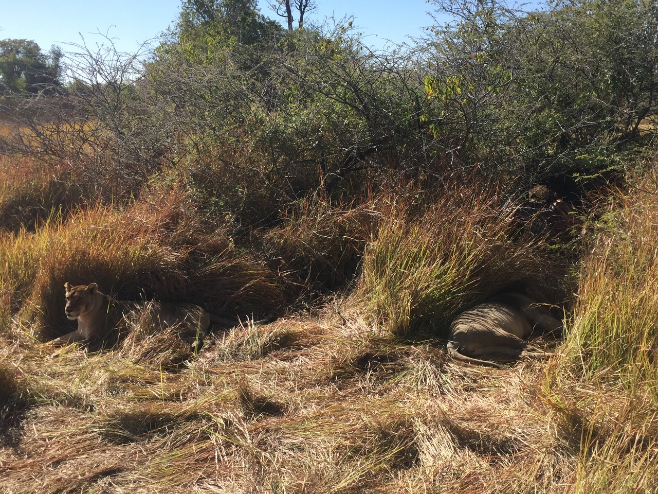 [19963] 2016_06_28_10_18_01_Africa_iPhone_6_IMG_8504_01044.jpg